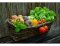 Que semer en juin ? Haricots, carottes, betteraves, pois et plus encore