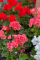 Pelargonie (Muškáty)