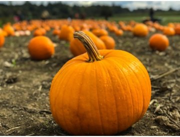 Pumpa i trädgården är inte bara en prydnad