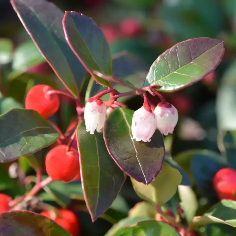 BIO Libavka - 100% přírodní esenciální olej (10 ml)