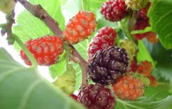Moruše černá (Morus nigra)  7 semen