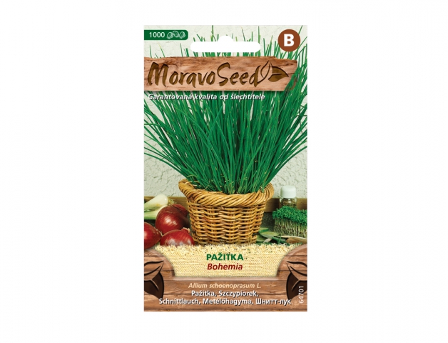 Ruohosipuli Bohemia MoravoSeed -siemenpakkaus vihreillä putkimaisilla lehdillä rottinkikorissa, ruskeat paketit punaisilla tomaateilla