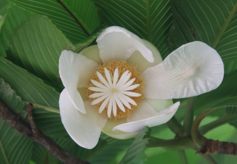Dilenie indická (Dillenia indica) 5 semen