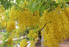 Kasie obecná (Cassia fistula) 7 semen