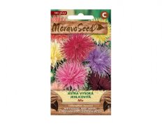 Astra jehlicovitá vysoká MIX