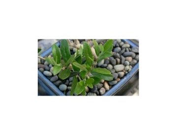 Olivo - árbol con alma
