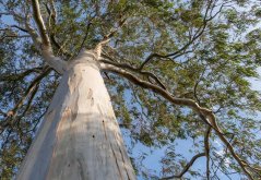 Eukalyptus regnans (Eucalyptus regnans) 8 semen