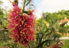 Štětkovec citrónový (Callistemon citrinus) cca 30 semen