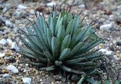Agáve palmeri (Agave palmeri) 10 semen