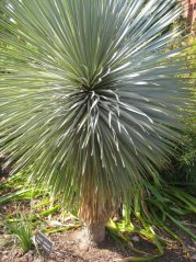 Juka rostrata (Yucca rostrata) 5 semen