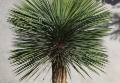 Juka rostrata (Yucca rostrata) 5 semen