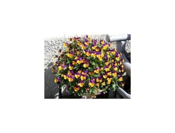Fleurs de balcon - qui fleuriront jusqu'à l'automne