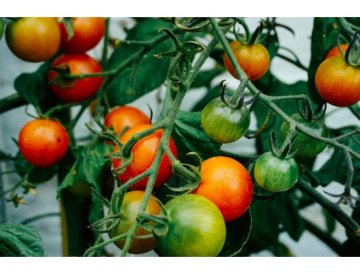 Calendrier de jardinage - août