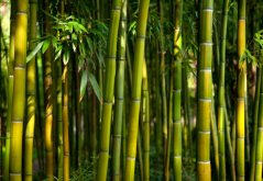 Bambus trnitý (Bambusa bambos) 5 semen