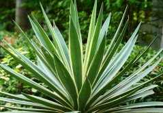 Agave bracteosa tyypillisillä vihreillä lehdillä valkoisin reunoin ruusukemaisessa järjestyksessä, mehevä kasvi pitkillä kapeilla lehdillä Agave bracteosa tyypillisillä vihreillä lehdillä valkoisin reunoin ruusukemaisessa järjestyksessä, mehevä kasvi pitkillä kapeilla lehdillä