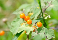 Fruits oranges ronds de pomme d'Orénoque sur branches vertes avec feuilles lumineuses, solanum sessiliflorum dans son environnement naturel Fruits oranges ronds de pomme d'Orénoque sur branches vertes avec feuilles lumineuses, solanum sessiliflorum dans son environnement naturel