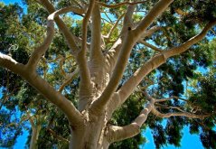 Korymbie citroníková (Corymbia citriodora) - 5 semen