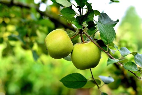 Horticultură