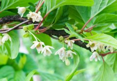Pequeñas flores blancas de esquizandra china en ramas con hojas verdes frescas, inicio de floración de futuras bayas rojas de kadsura