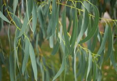 Eukalyptus sněhový Alpine Snow (Eucalyptus pauciflora subsp. niphophila) 8 semen
