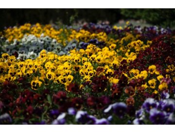 Alegres pensamientos adornan el jardín