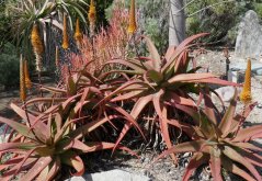 Aloe vanbalenii (Aloe vanbalenii) 6 semen