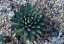 Agáve palmeri (Agave palmeri) 10 semen