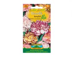 Hvozdík karafiát - mix