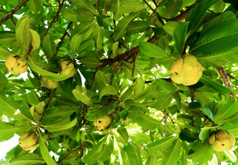 Dilenie indická (Dillenia indica) 5 semen