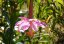 Mučenka banánová (Passiflora mollissima) 5 semen