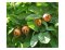 Mišpule německá - Mespilus germanica