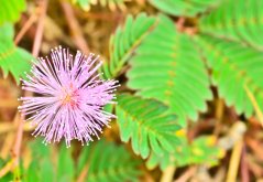 Citlivka stydlivá (Mimosa pudica) 7 semen