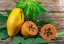 Papája melounová (Papaya carica) 4 semena