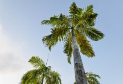 Palma kráľovská (Roystonea regia) 4 semená