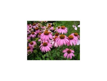 Echinacea - decoratieve geneeskrachtige plant en vaste plant