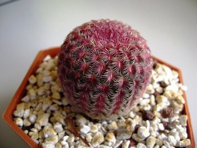 Cactus Rubrispinus en maceta de terracota con forma redonda y espinas rosa-rojas sobre sustrato de piedras blancas para cultivo de semillas