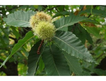 Tamme kastanje - Castanea sativa