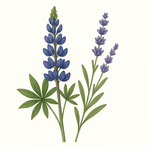 Semena podle výšky rostliny – nízké, střední i vysoké druhy