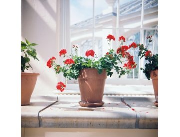 Odla pelargoner 1/2