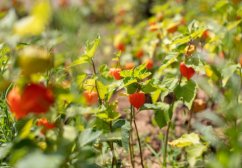 Vue floue de fruits rouge-orange de physalis du Pérou poussant dans un jardin parmi feuilles et tiges vertes en environnement naturel Vue floue de fruits rouge-orange de physalis du Pérou poussant dans un jardin parmi feuilles et tiges vertes en environnement naturel