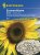 Slnečnica - Helianthus Snack