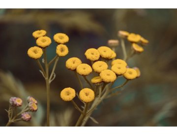 Hoja de María / Salvia de los Videntes