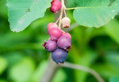 Muchovník kanadský (Amelanchier canadensis) 8 semen