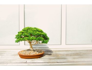 Ficus como elegante bonsái