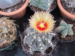 Senile cactus met grote gele bloem en rood centrum, ronde vorm met lange stekels, gekweekt in terracotta pot tussen andere succulenten Senile cactus met grote gele bloem en rood centrum, ronde vorm met lange stekels, gekweekt in terracotta pot tussen andere succulenten