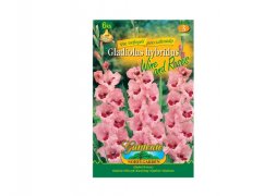 Gladiolus WINE ROSES 6ks