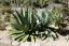 Agáve salmiana (Agave salmiana) 10 semen