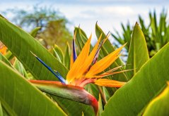 Strelitzia regală cu floare portocalie distinctă și detalii albastre, înconjurată de frunze verzi cu nervuri caracteristice în mediu tropical