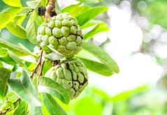 Anona šupinatá - Láhevník (Annona squamosa) 7 semen