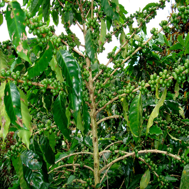 Cafeto arábigo maduro con ramas densas llenas de granos de café verdes y hojas ovaladas verde oscuro en ambiente tropical